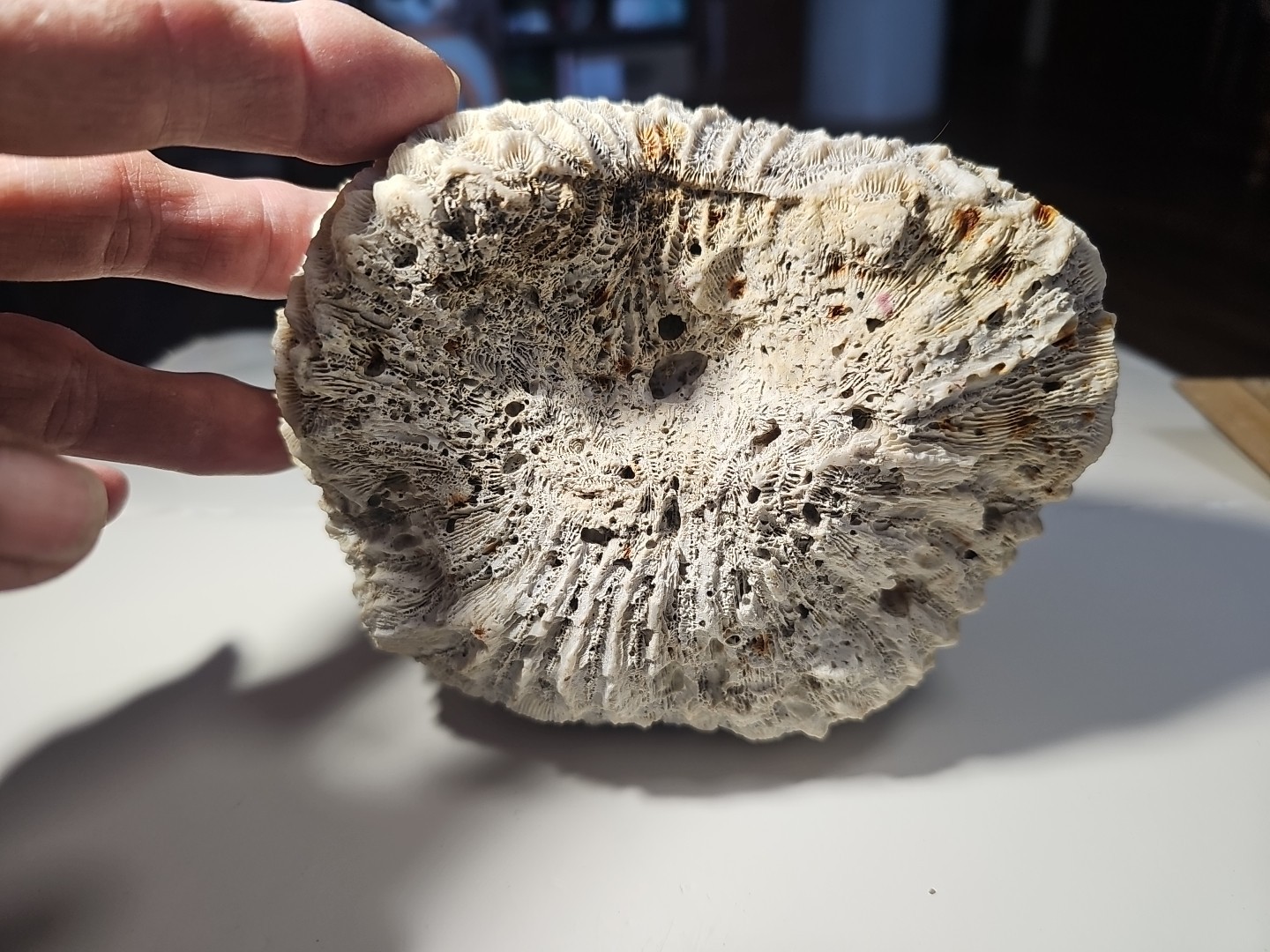 Fossilized Brain Coral, Diploria Labyrinthiformis 6+ inches