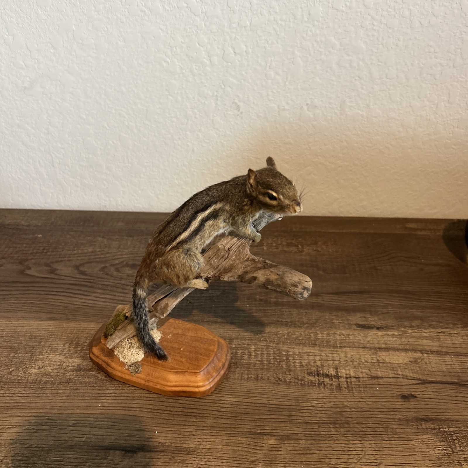 Chipmunk On Base ~ Taxidermy