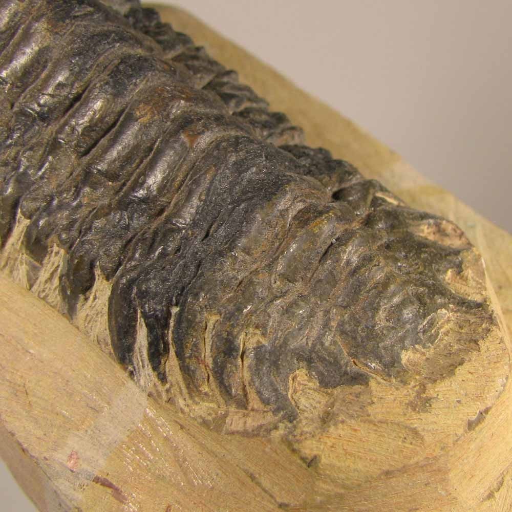 3.4" Crotalocephalus Gibbus TRILOBITE Fossil on Matrix - Devonian Age - Morocco