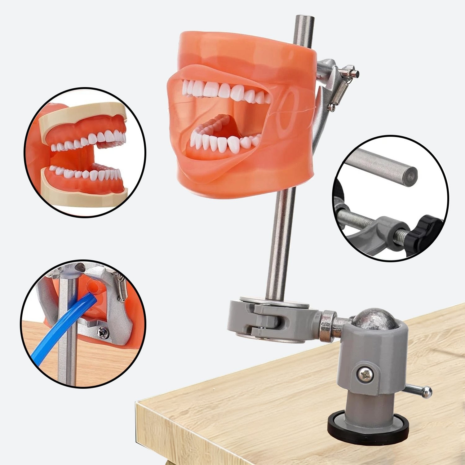 Dental Typodont Mounting Pole & 32 Removable Teeth Model Set - 360° Rotating USA
