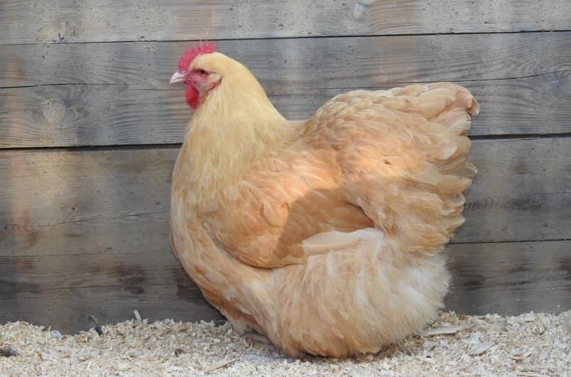 12+ Rare Breed Chicken Hatching Eggs Orpington, Brahma, Sweddish Flower