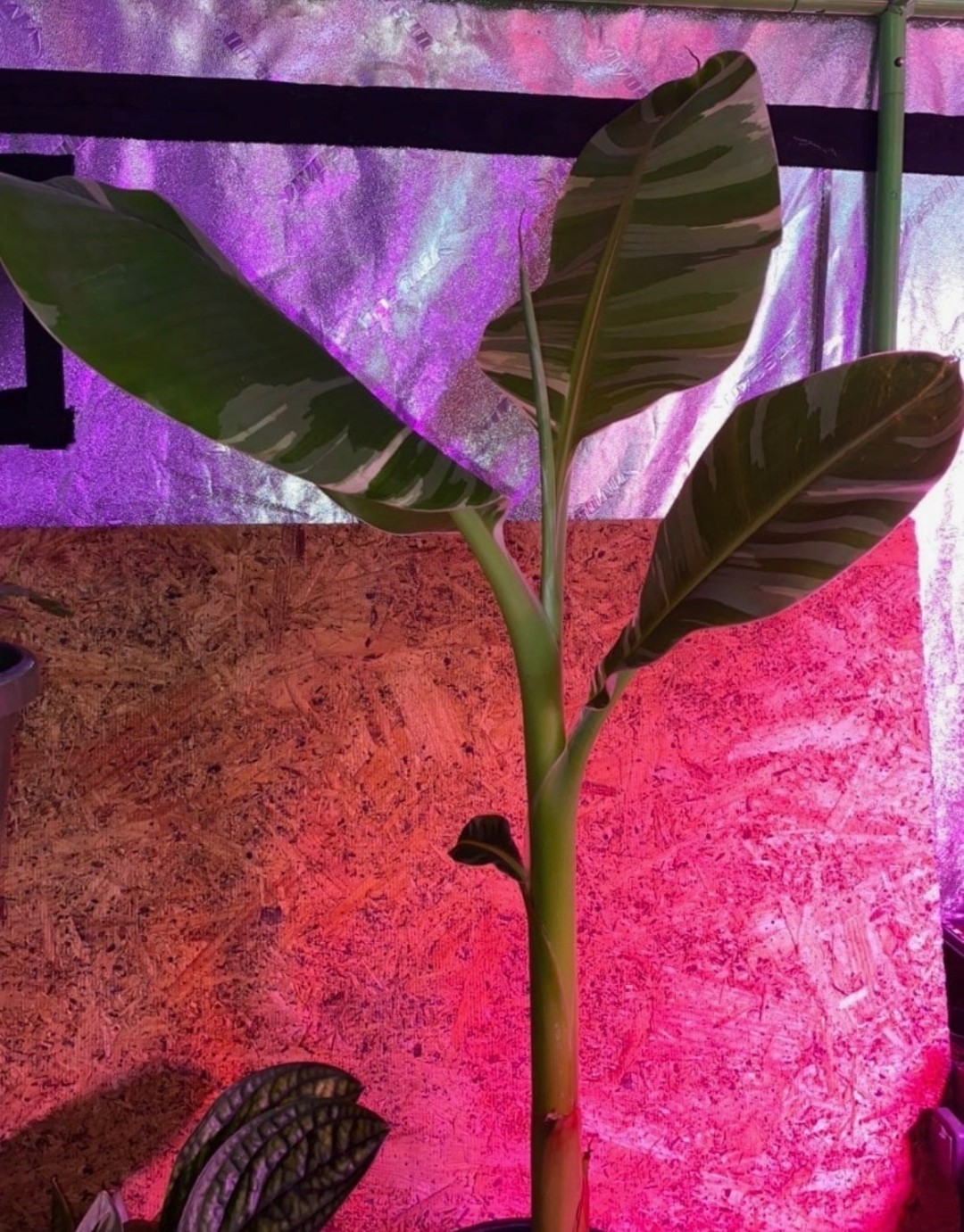 Musa Aeae Variegated Banana Plant Bulb USA Seller