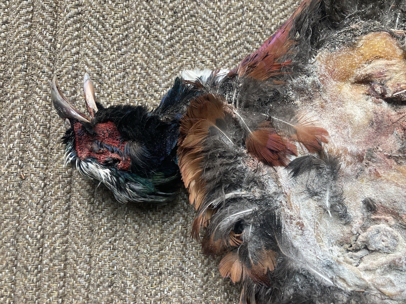 Rooster RINGNECK PHEASANT SKIN 2 Wings Tail Feathers Wall Art Taxidermy Man Cave