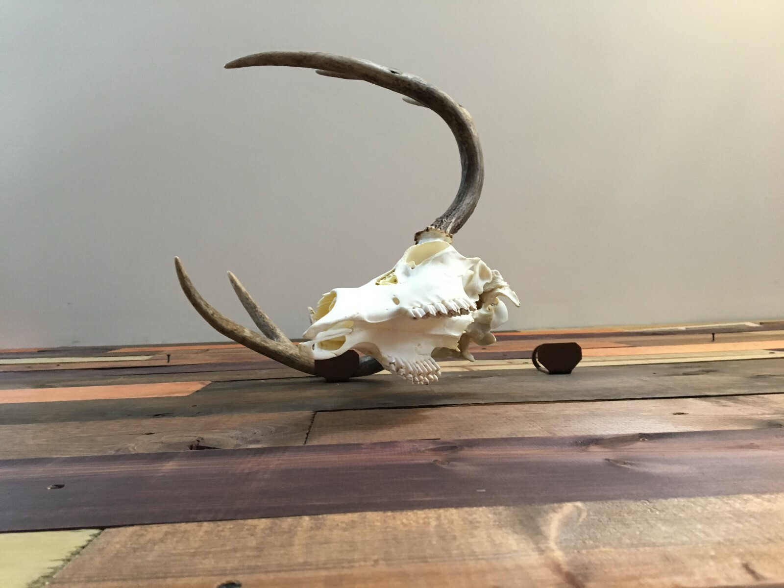 Amazeen Outdoors Shed Antler Mount Hanger Whitetail Mule Deer Sheds Bone Skull