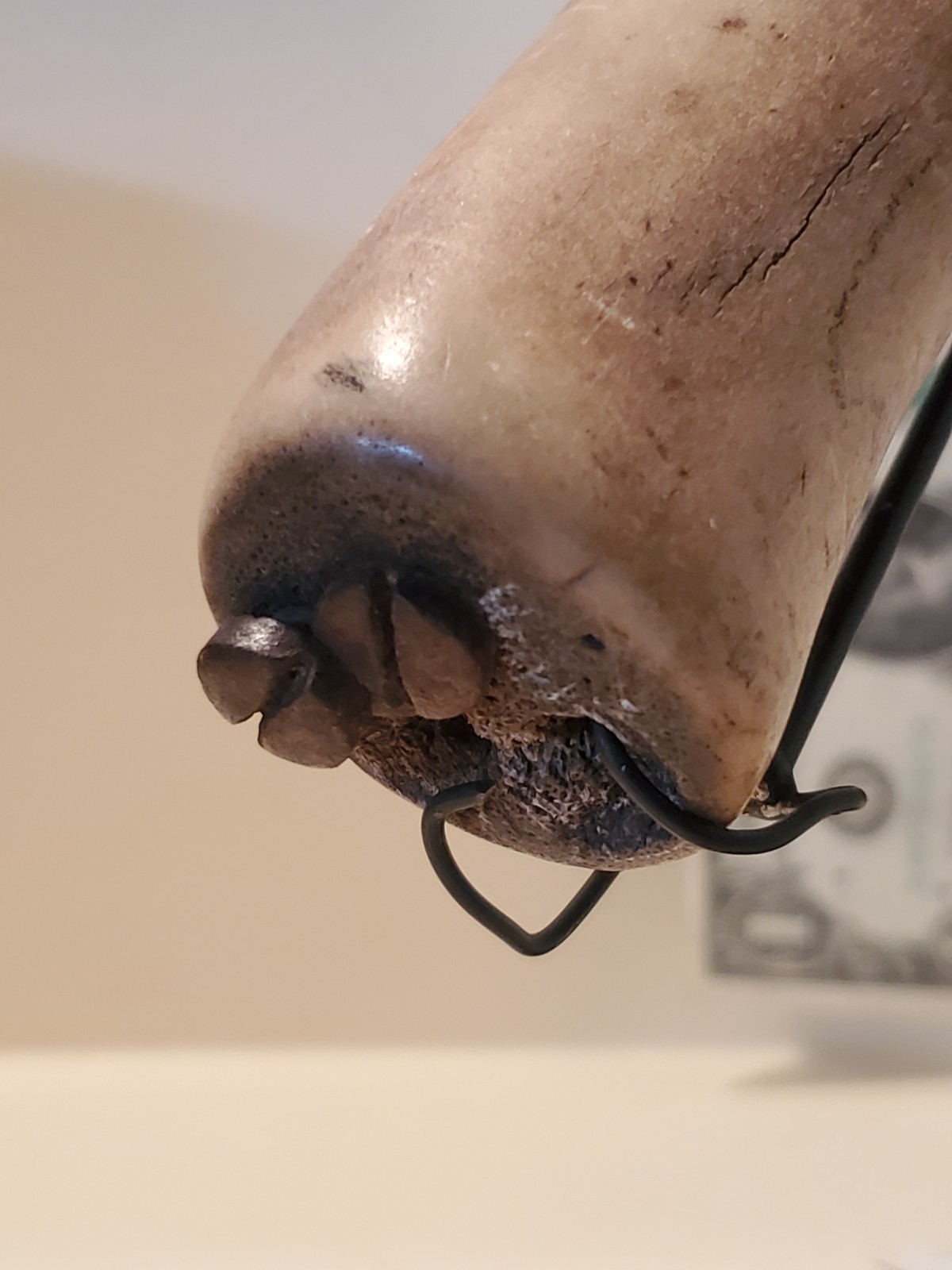 Antique OLD Native American Indian plains hide scraper 1840s 19th c.