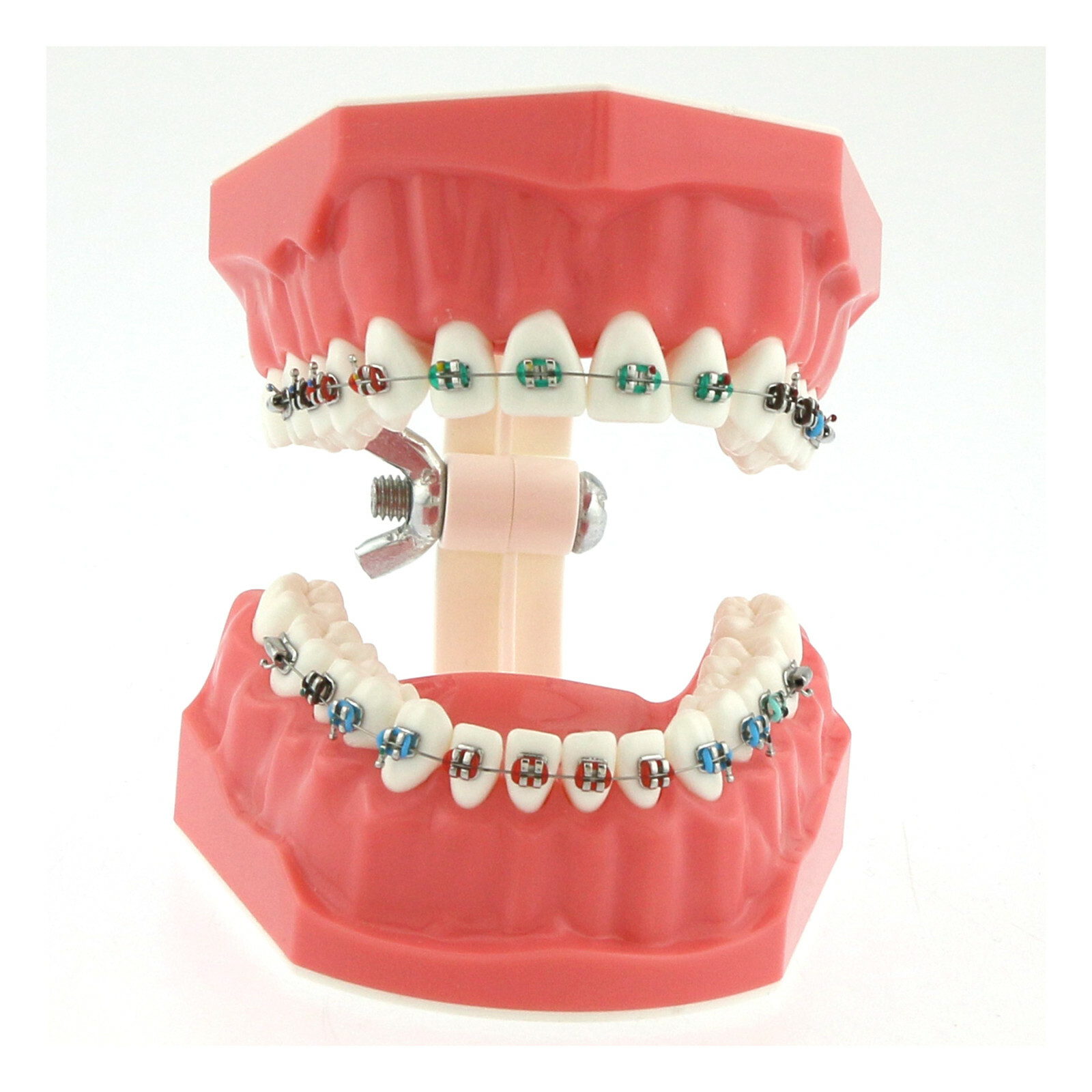US Dental Teach Typodont Demonstration Teeth Model with Braces For Patient Study