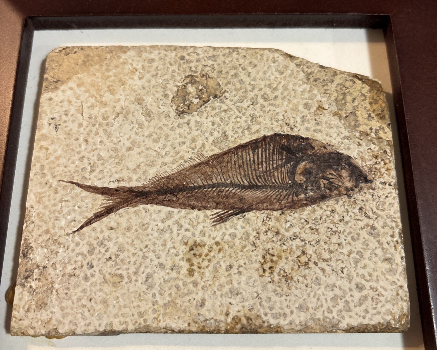 Framed Diplomystus Fish Fossil~Herring Family~Kemmerer, Wyoming USA