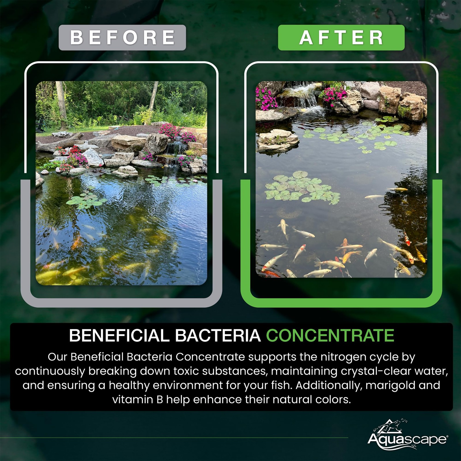 Aquascape Dry Beneficial Bacteria for Pond and Water Features, 4.4-Ounce | 98925