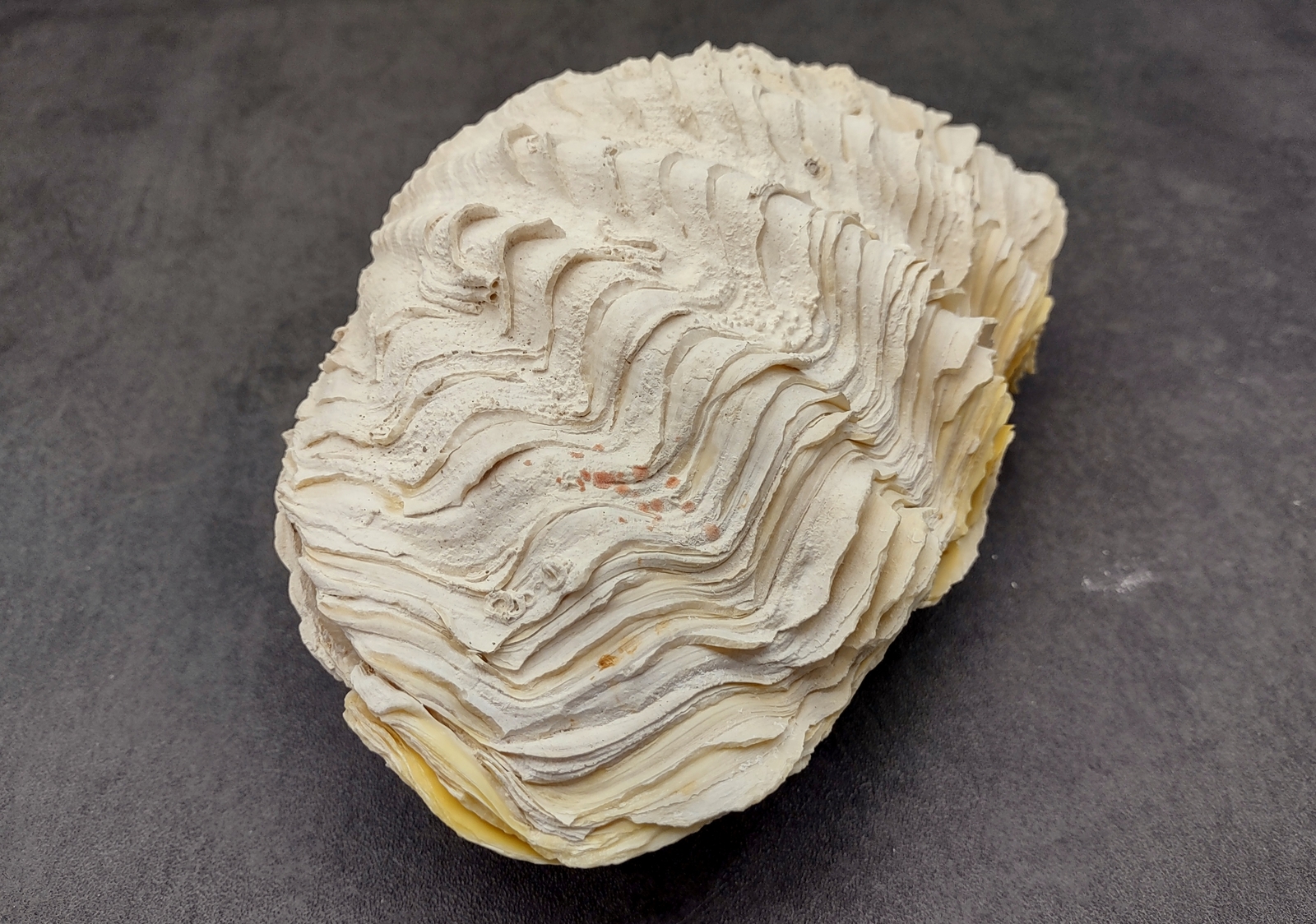 Large Derasa Clam Seashell White Tridacna Derasa (1 shell approx. 7+ inches)