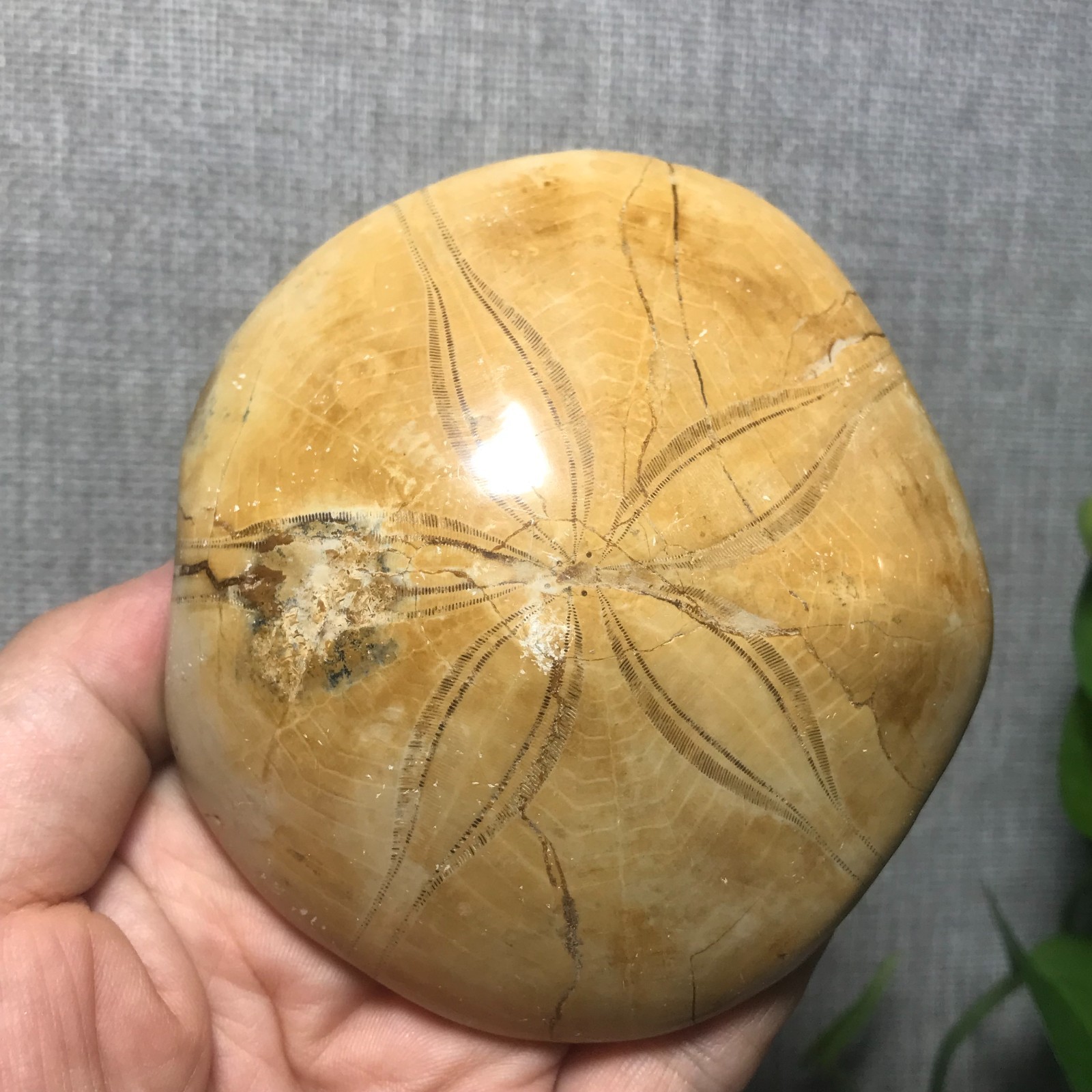 226g Starfish Crystal Specimen 01