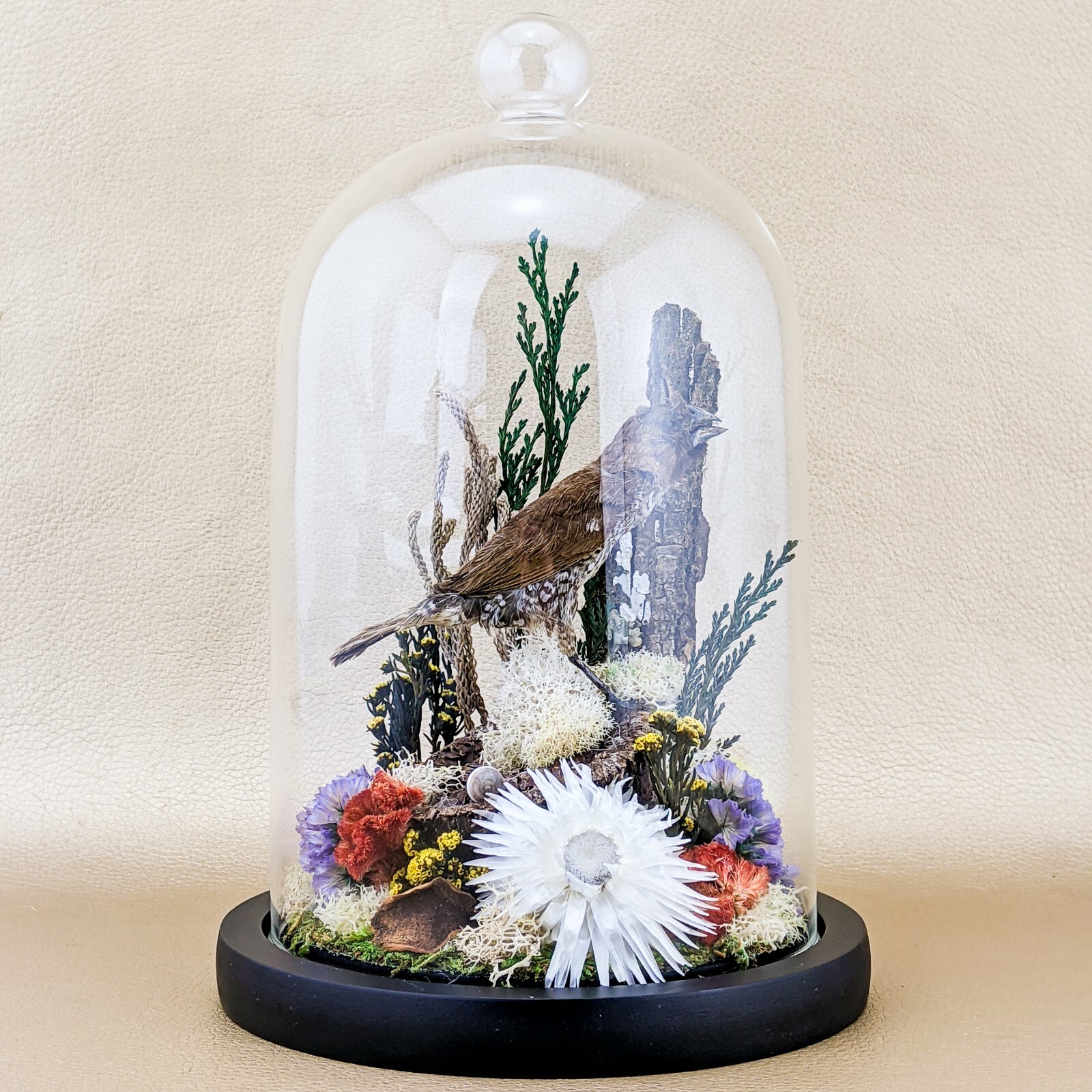 x25a Taxidermy oddities curiosities Spice Finch Bird Glass Dome Display decor