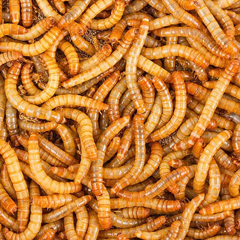 LOT Dried Mealworms Non-GMO Fit Wild Birds Chickens Hen Fish Reptile 0.6-44 LBS