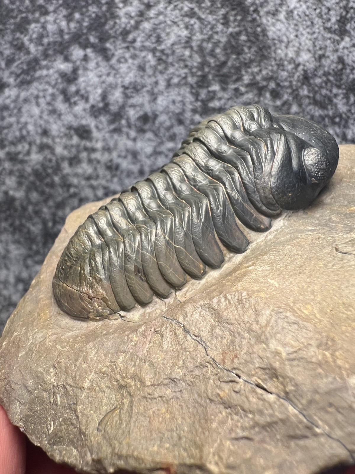 Reedops Trilobite Fossil – Detailed Collector Specimen