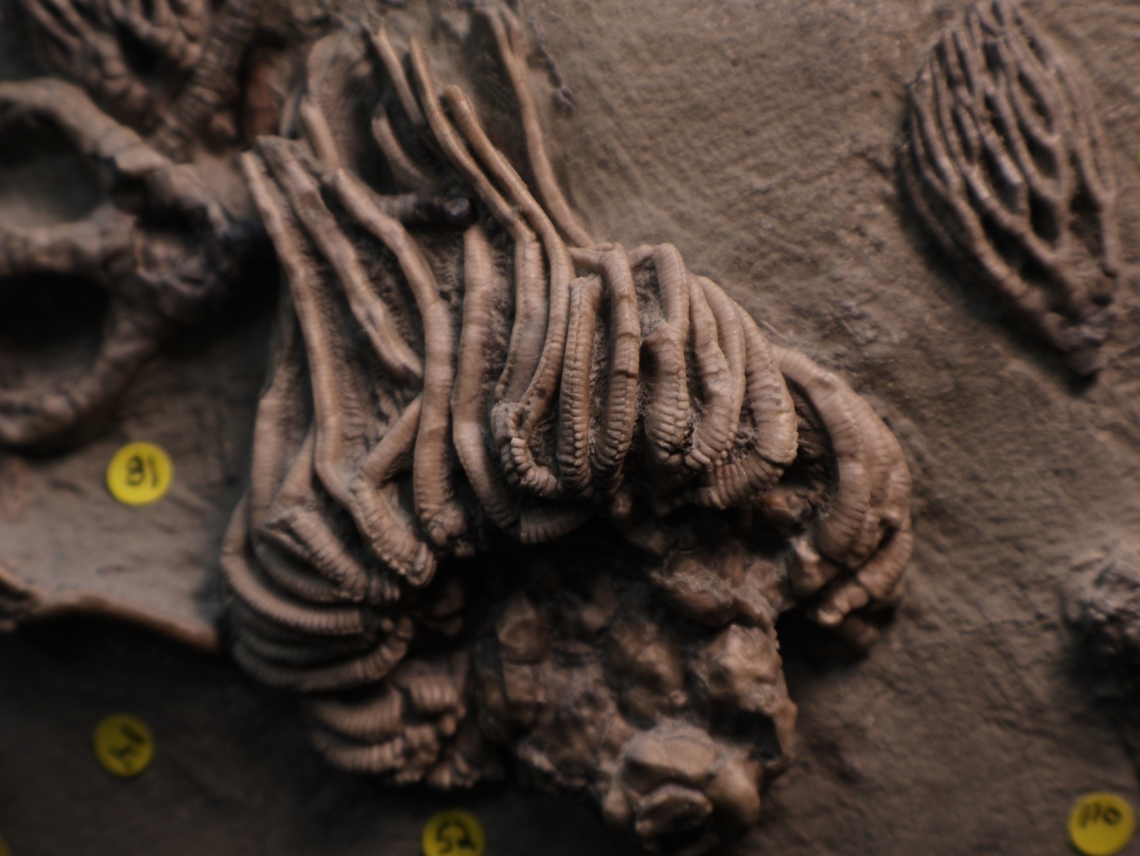 Meaty Plate of Fossil Crinoids, Crawfordsville, IN