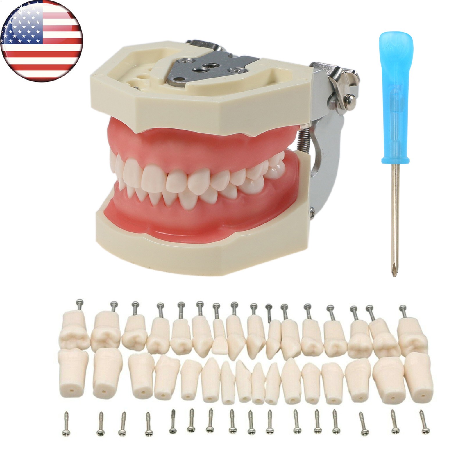 US Kilgore NISSIN 500 Type Dental Typodont Teeth Model 28Pcs Removabel Teeth