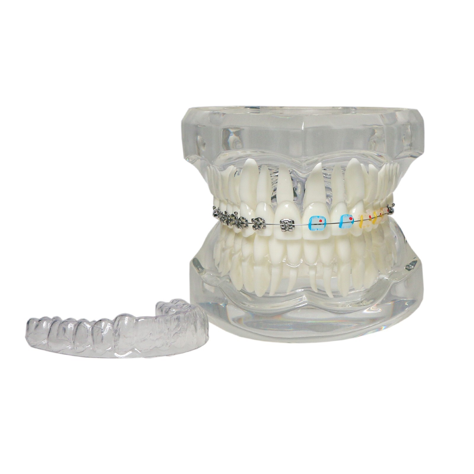 Dental Ortho Teeth Model With Metal Ceramic Brackets Lingual Braces Tube Teach