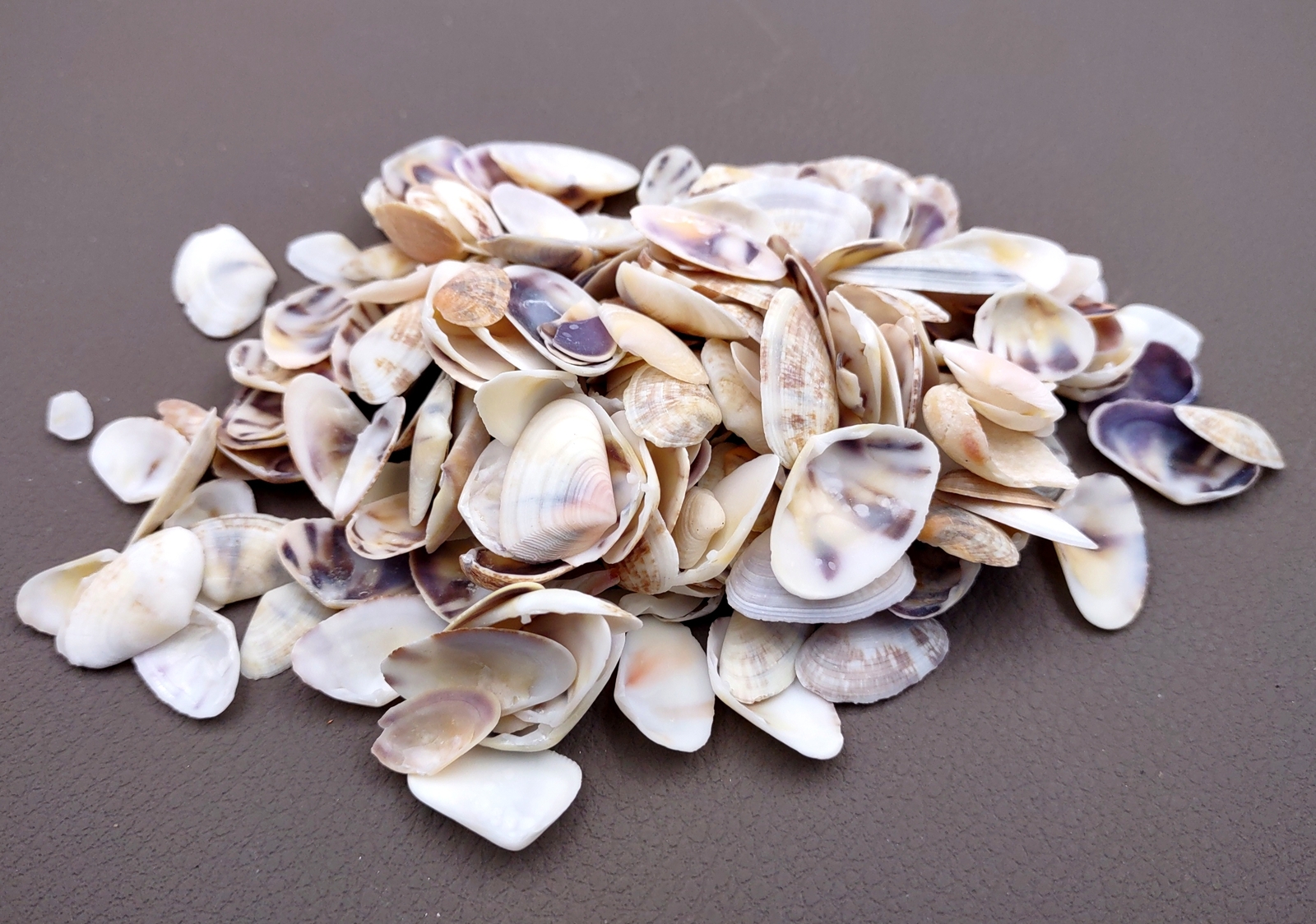 Coquina Clam Shells Blue Violet White (approx. half cup 150+ shells 0.25+ in)