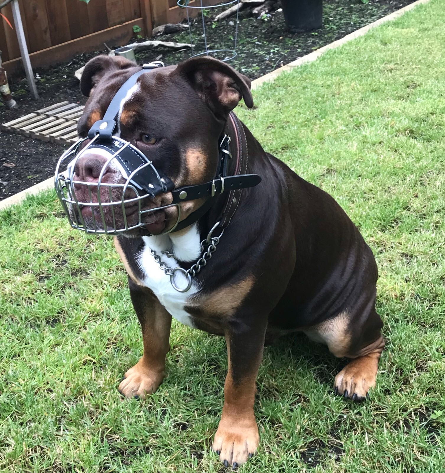 Strong Dog Muzzle Metal Wire Basket Olde English Bulldogge American Bully Pocket
