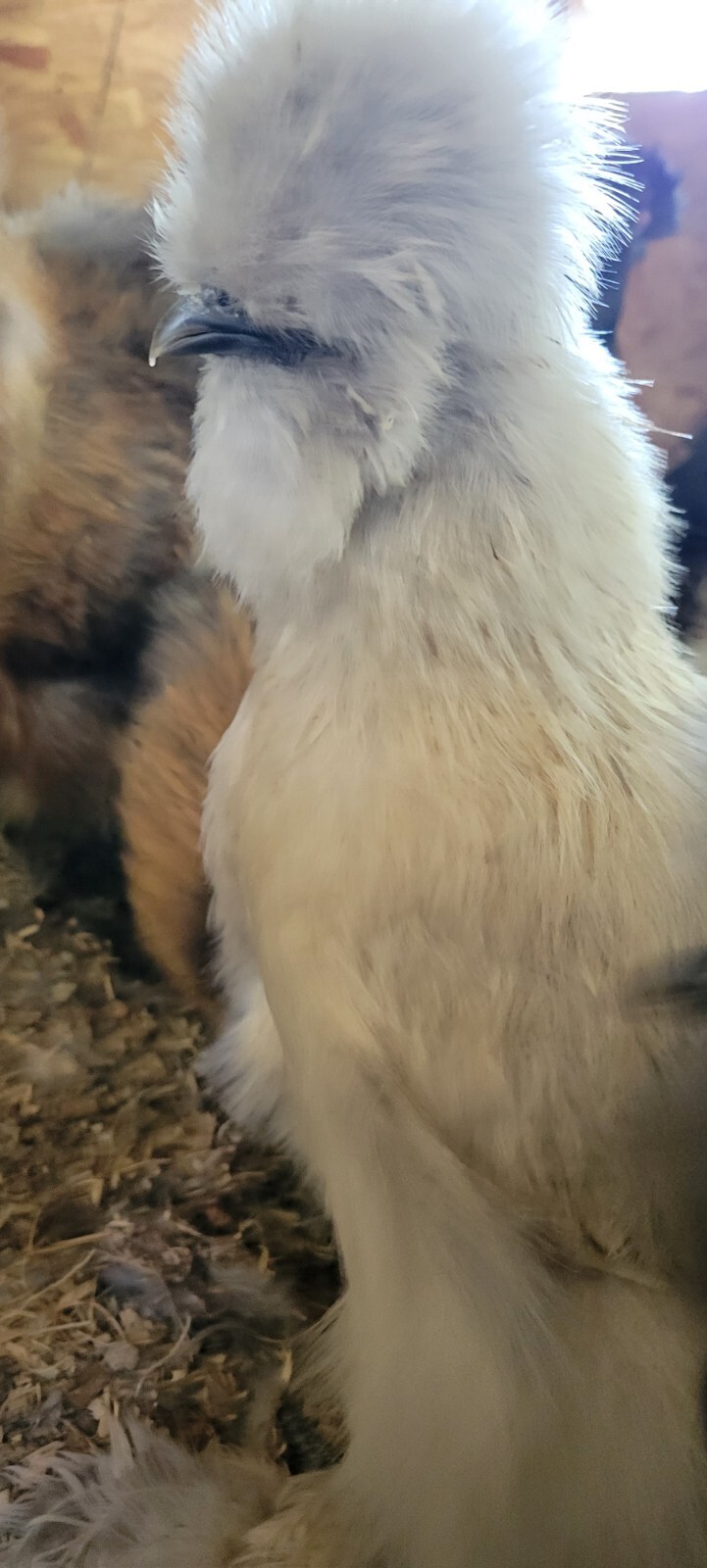 (6) Show Quality Silkie Bearded & Crested Fertile Hatching Eggs, Shipped in Foam