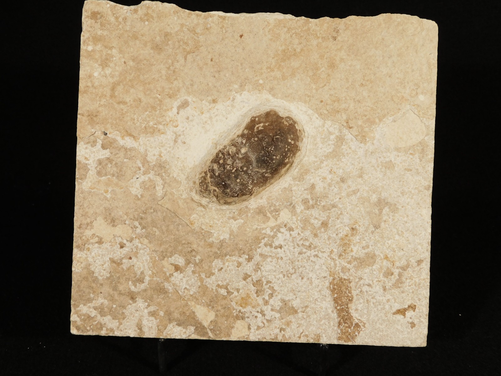 BIG! CROCODILE / TURTLE Coprolite or Fossil Turd From Wyoming 586gr