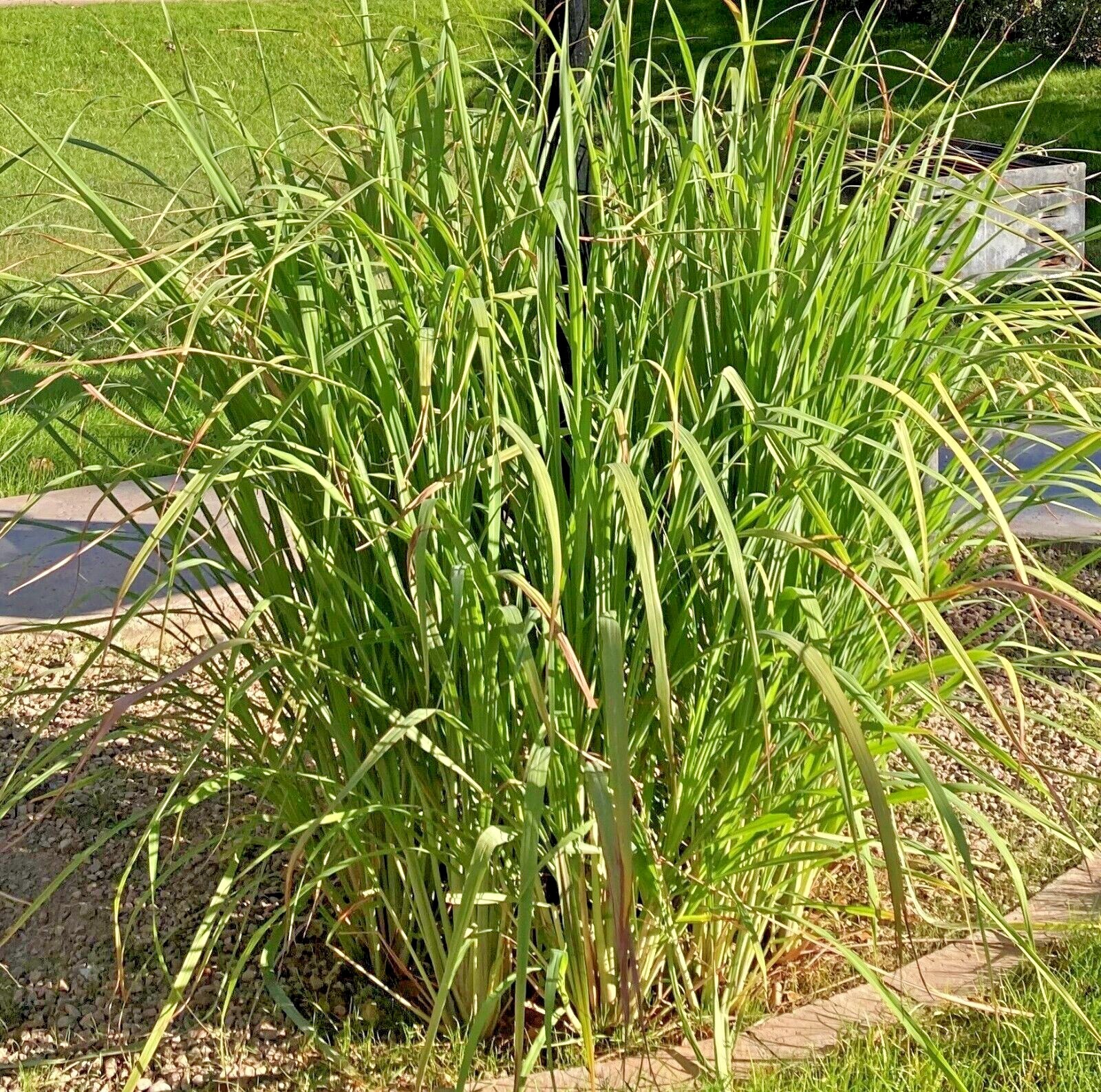 5-25 Rooted Lemongrass Stalks Ready to Plant | Fast Growing Lemon Grass Plants