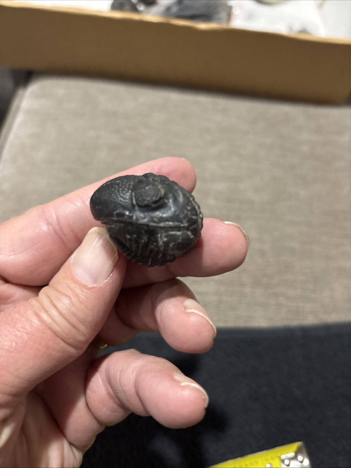 Rolled Pedinopariops 1 3/4 Inches Diameter Pretty Nice Not Perfect