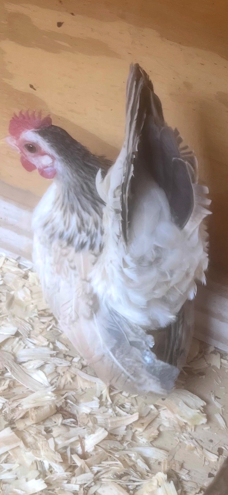 Small/Micro SERAMA Eggs One dozen Eggs