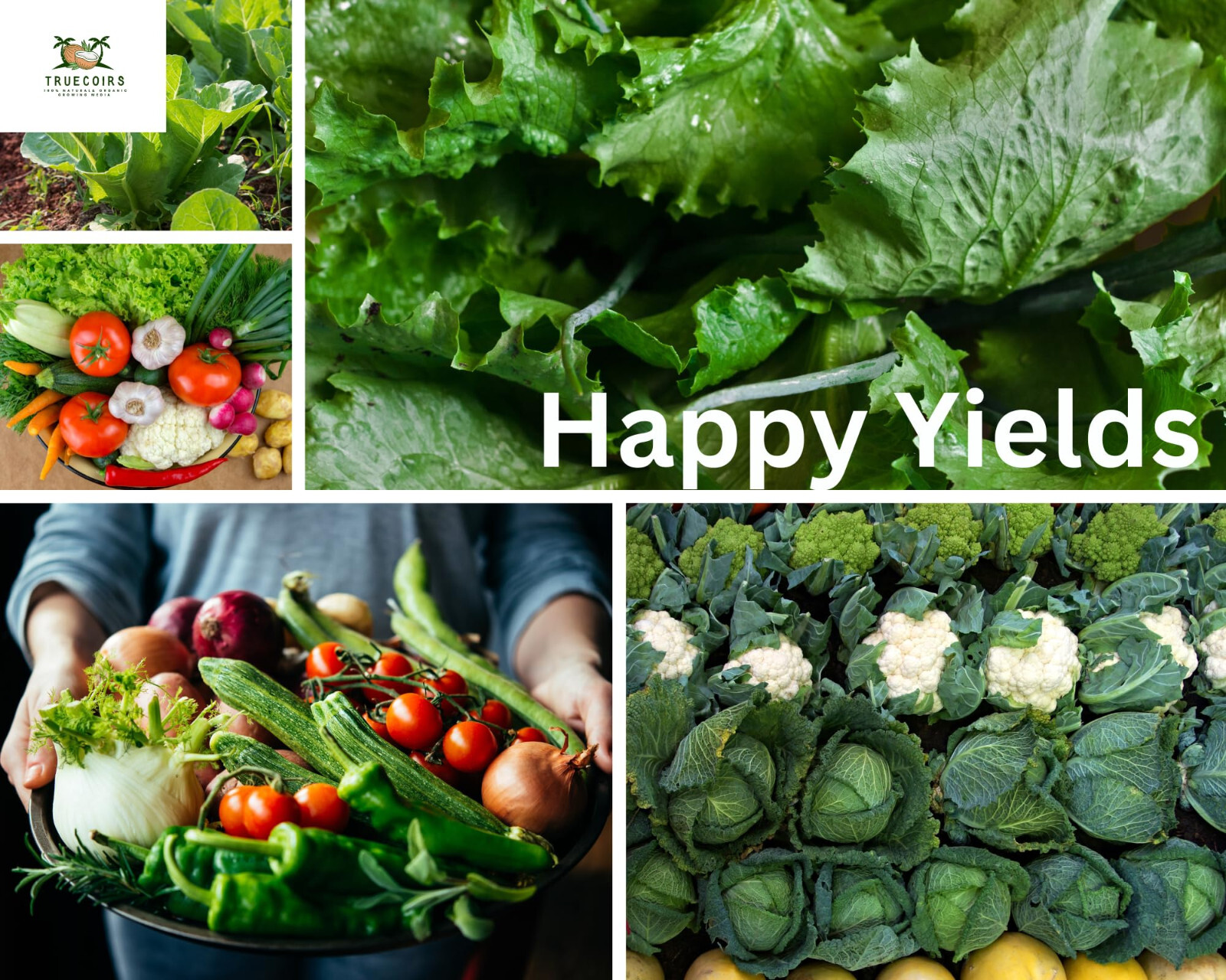 10LB CocoCoir Block Coconut Fiber Potting Soil Plant Organic Growing Media