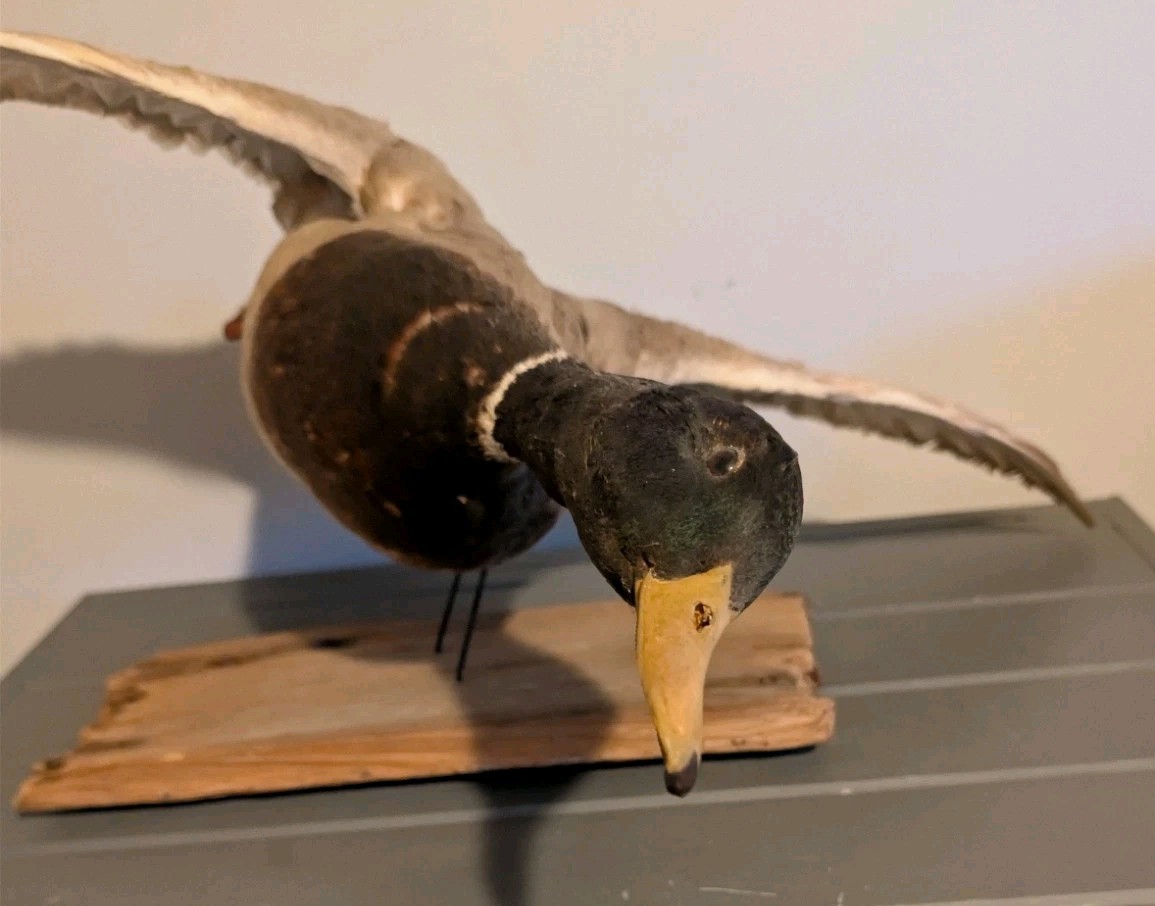 Vintage Antique Taxidermy Wall Mount Mallard Duck Drake on Wood