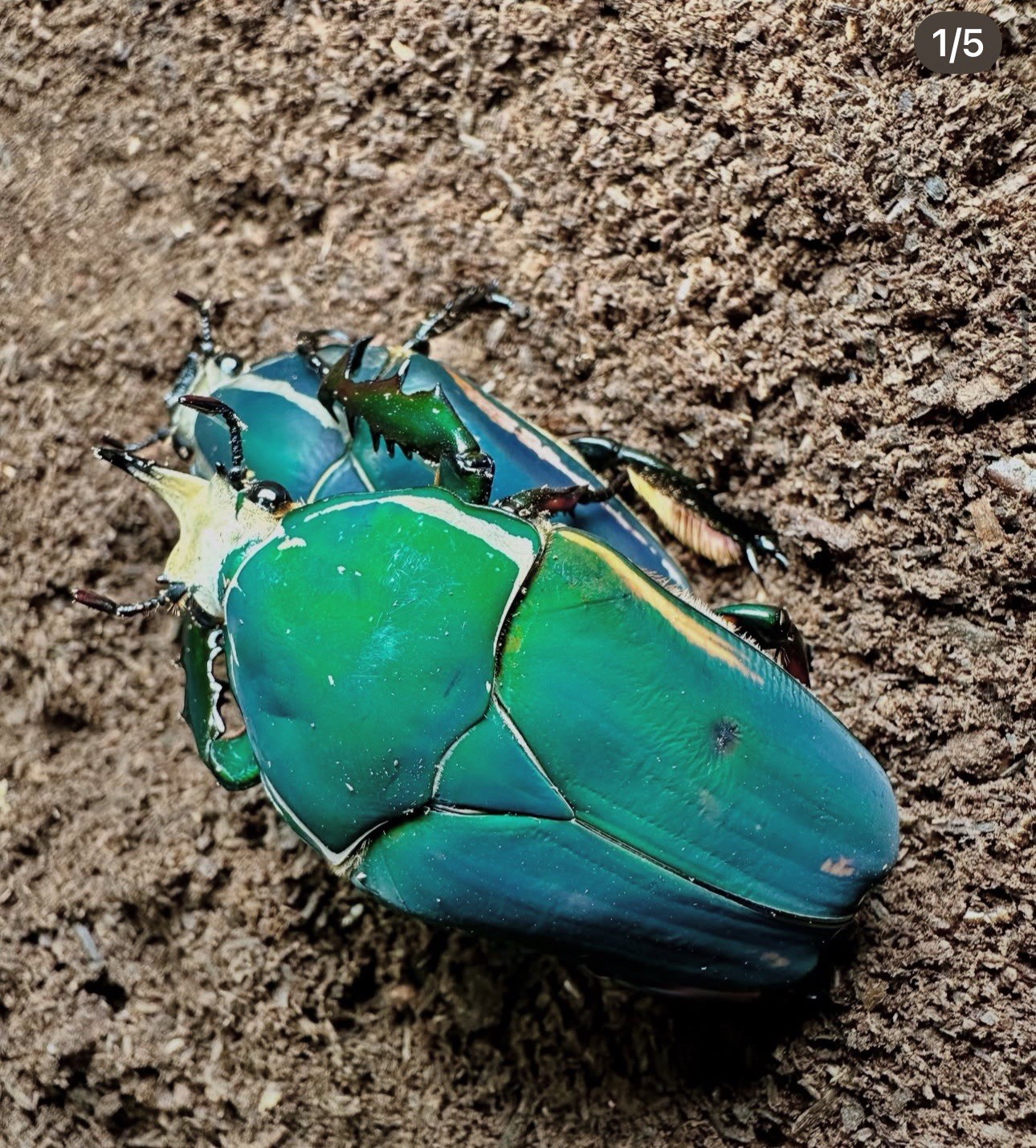 OAK STAG GRADE FLAKE SOIL WITH ADDITIVES PROTEIN DORCUS LAMPRIMA 1 GALLON