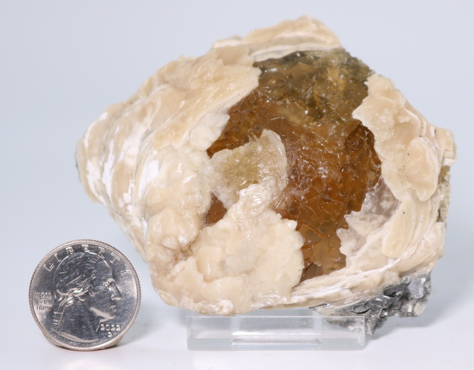 Fossil Clam & Golden Calcite 3.52" Mercanaria Rucks Pit Florida FL COA 6981