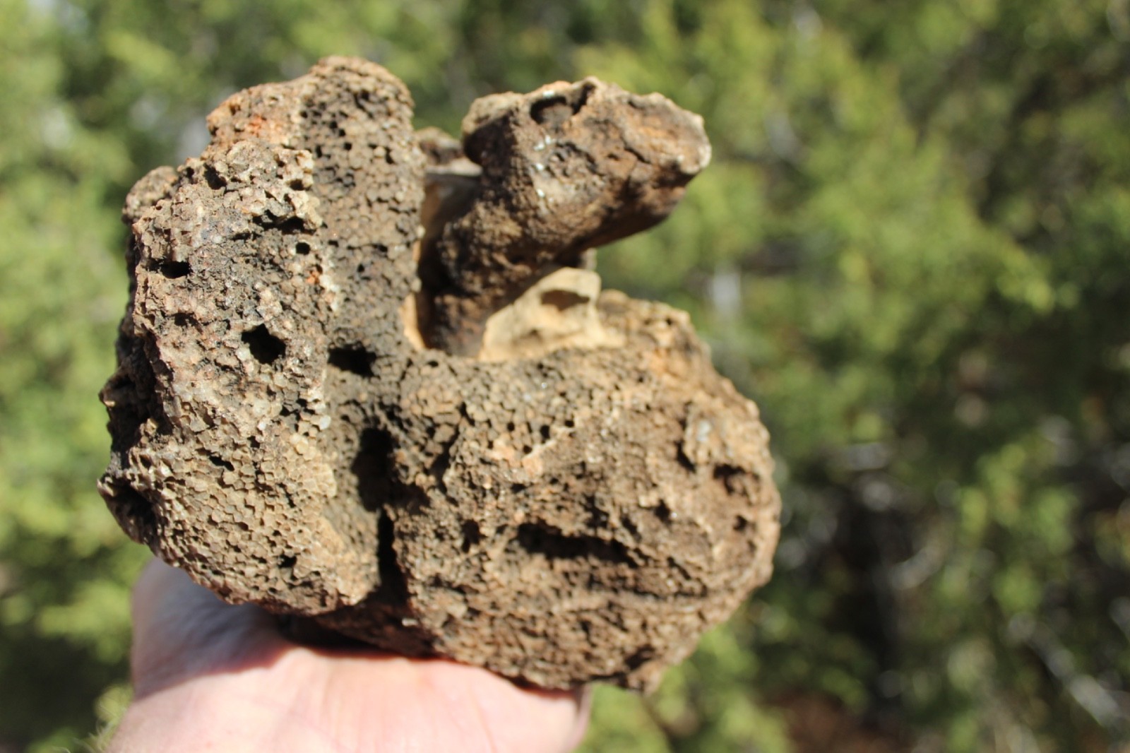 Fossil Beautiful HONEY COMB CORAL Favosites spp. Rare Locality ~ 400 Million
