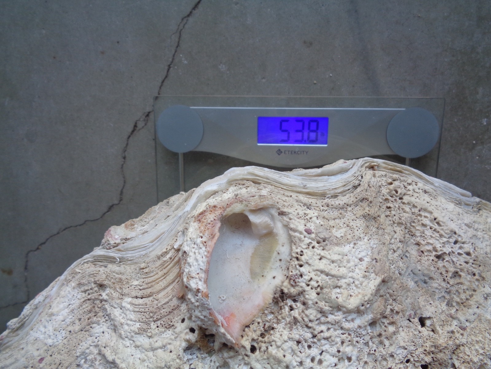 Tridacna Gigas Clam Shell Set Beautiful Matching Pair Giant Old Nautical Shells