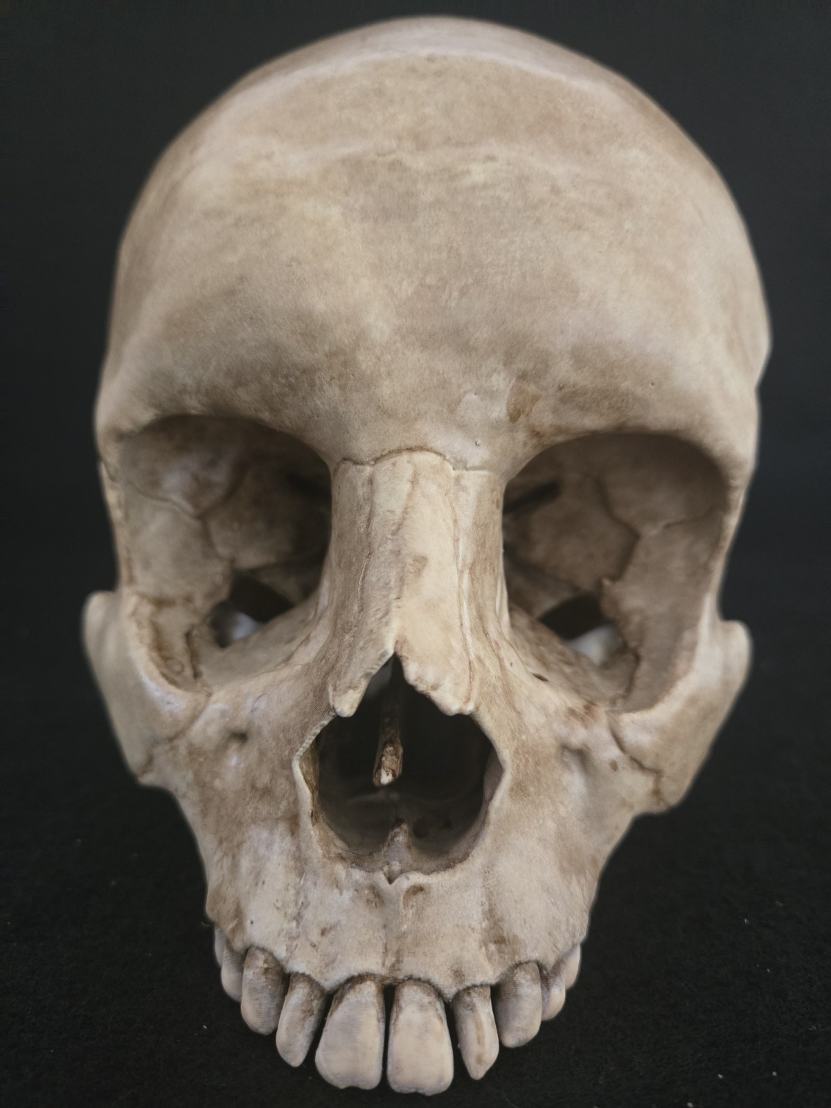 Skull Human Replica- Realistic Life Size- Momento Mori