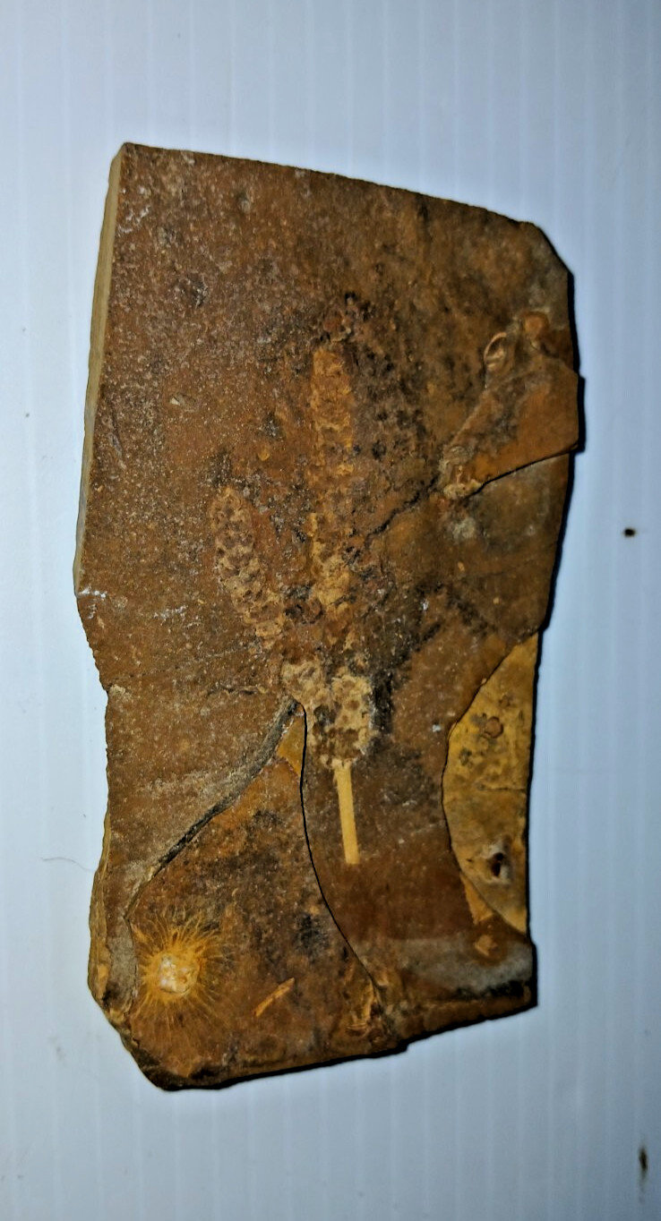 Siphusauctum Gregarium Fossil?