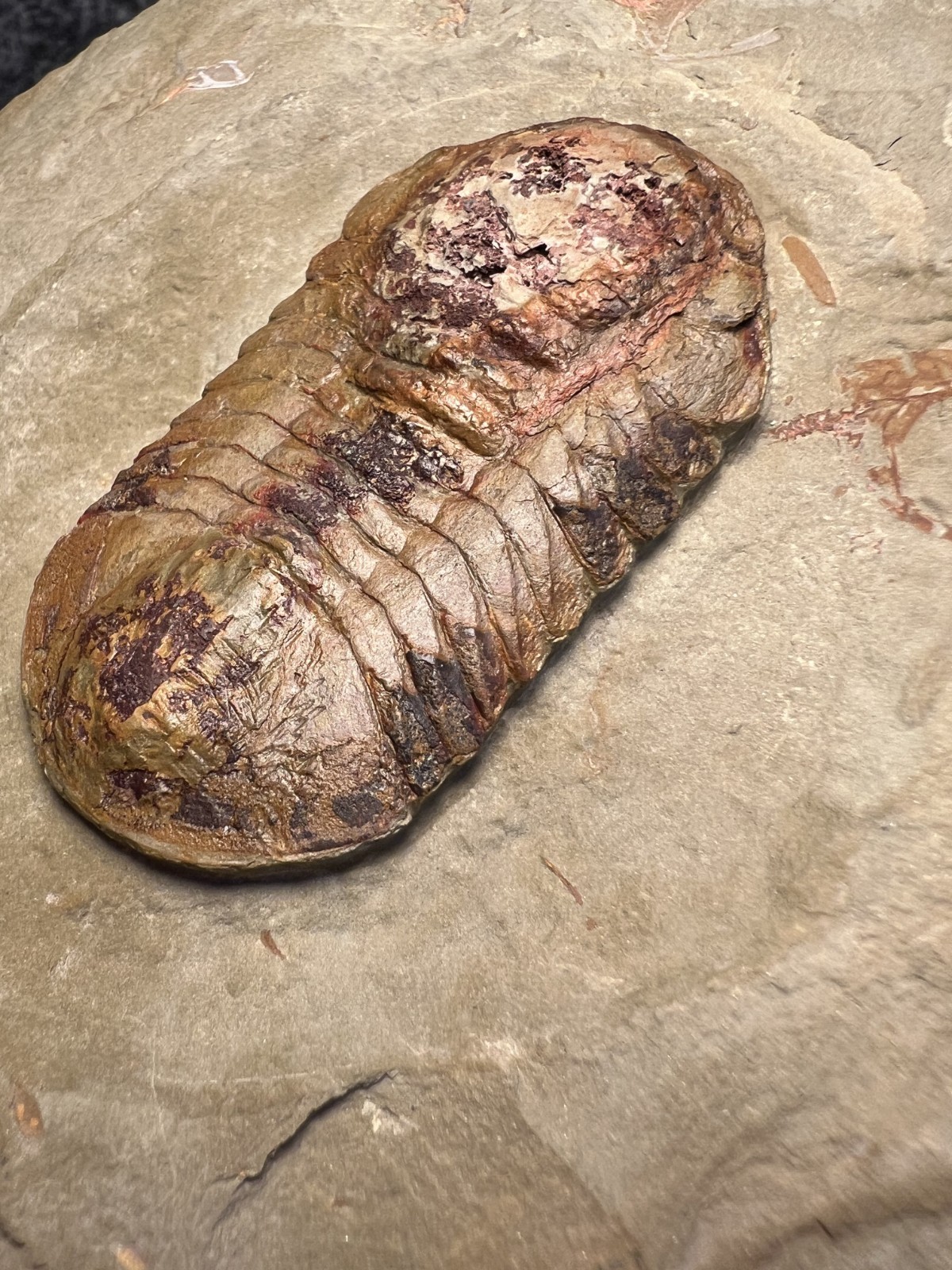 Symphysurus sp. Trilobite Fossil – Well-Preserved Specimen