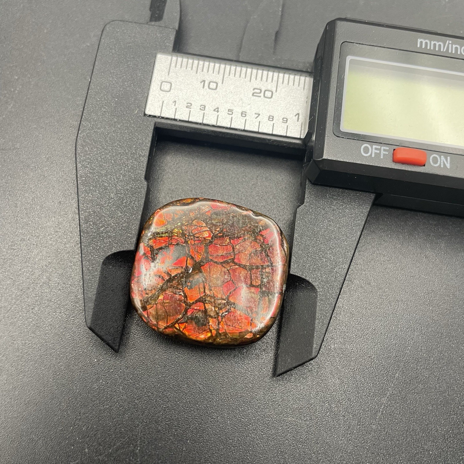 BEAUTIFUL DEEP RED CANADIAN AMMOLITE GENUINE AMMONITE FOSSIL CANADA