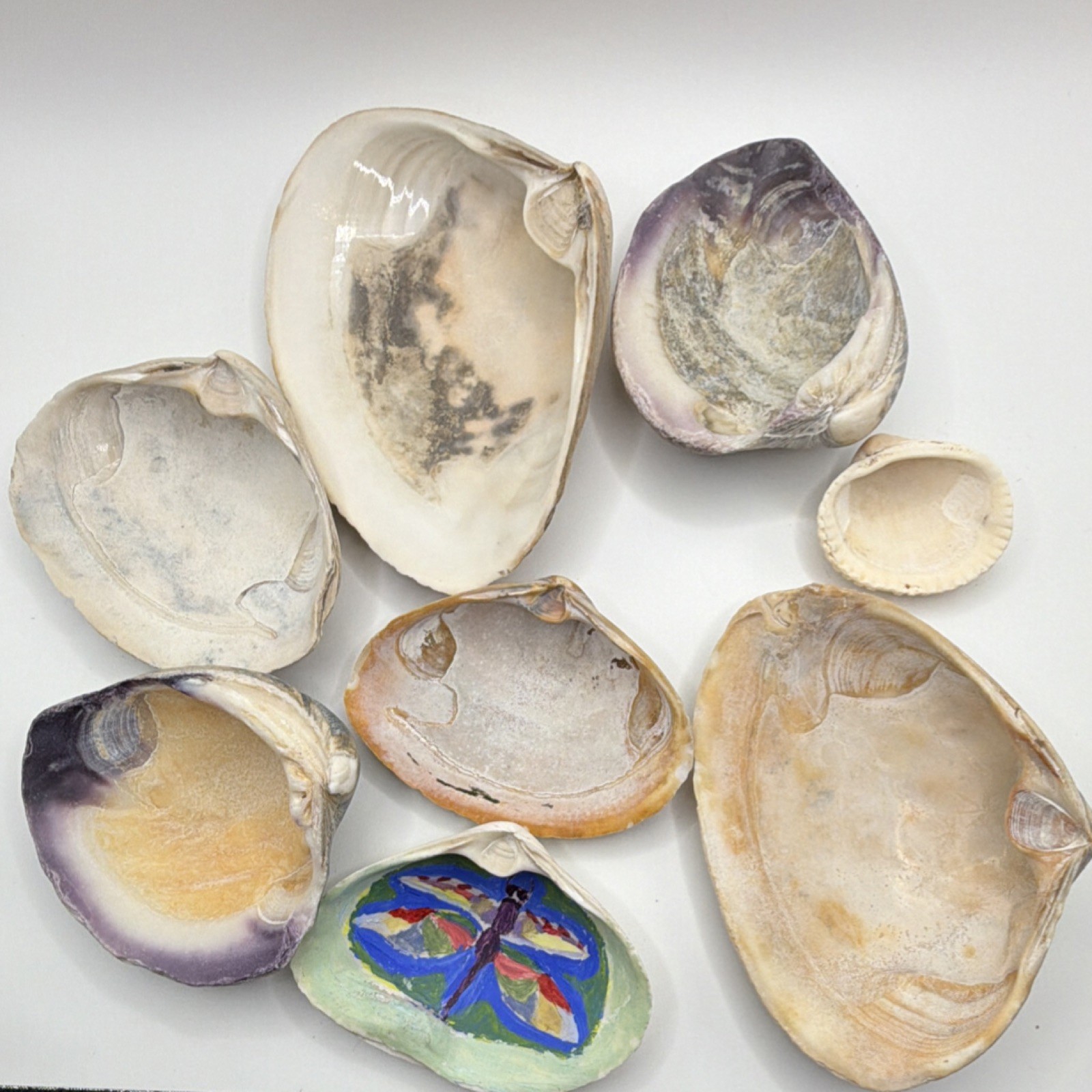 Assorted Natural Clam Shells Lot, Mixed Colors, Includes Painted Shell