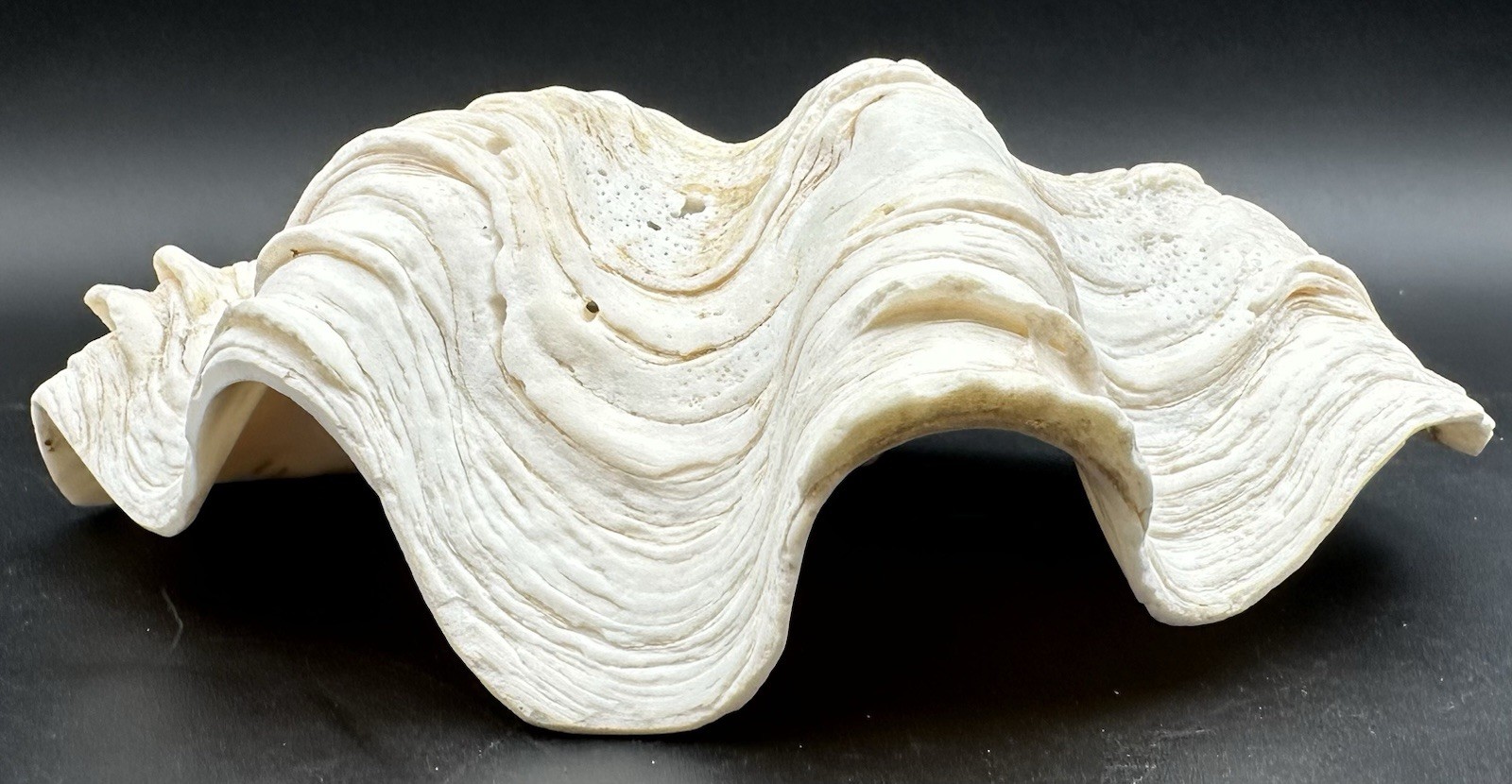 Giant Clam Sea Shell Tridacna Gigas 8 by 5 1/4 Inch Scalloped Natural 610 Grams