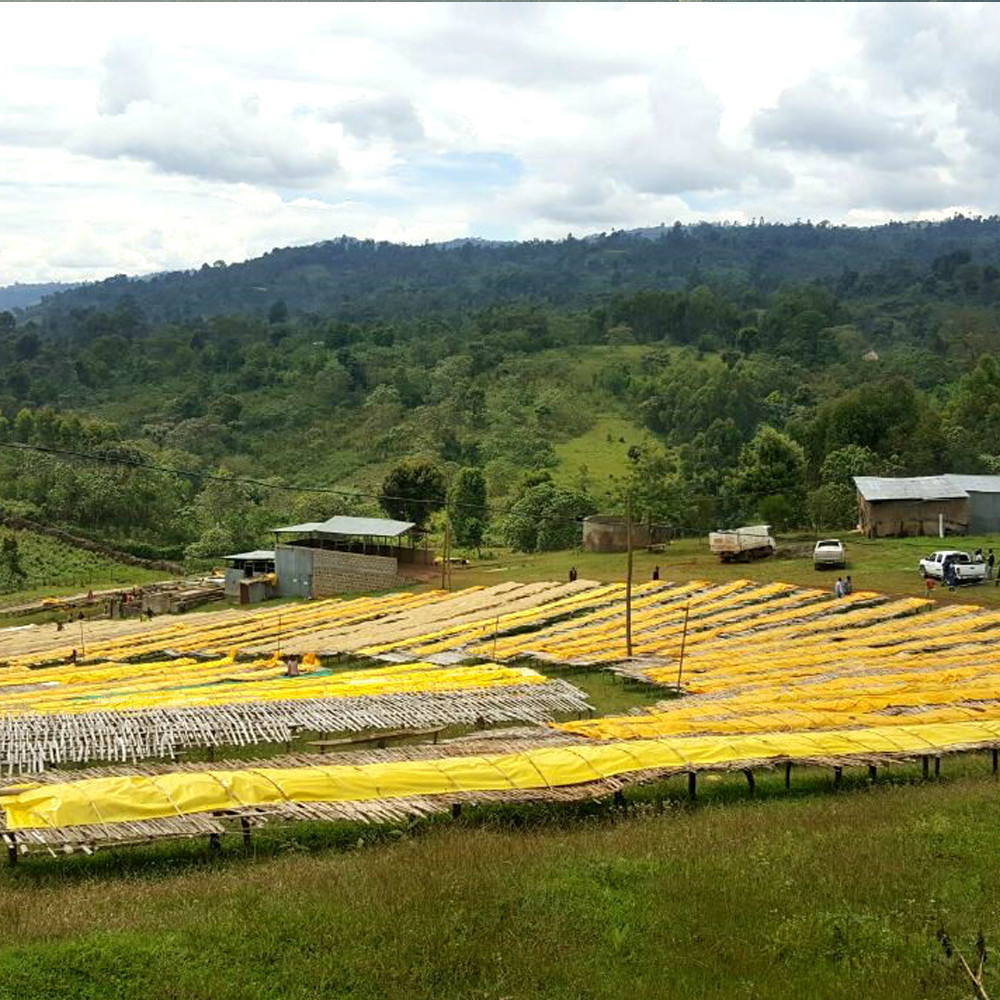 ETHIOPIAN YIRGACHEFFE COFFEE BEANS MEDIUM ROASTED 5 POUNDS