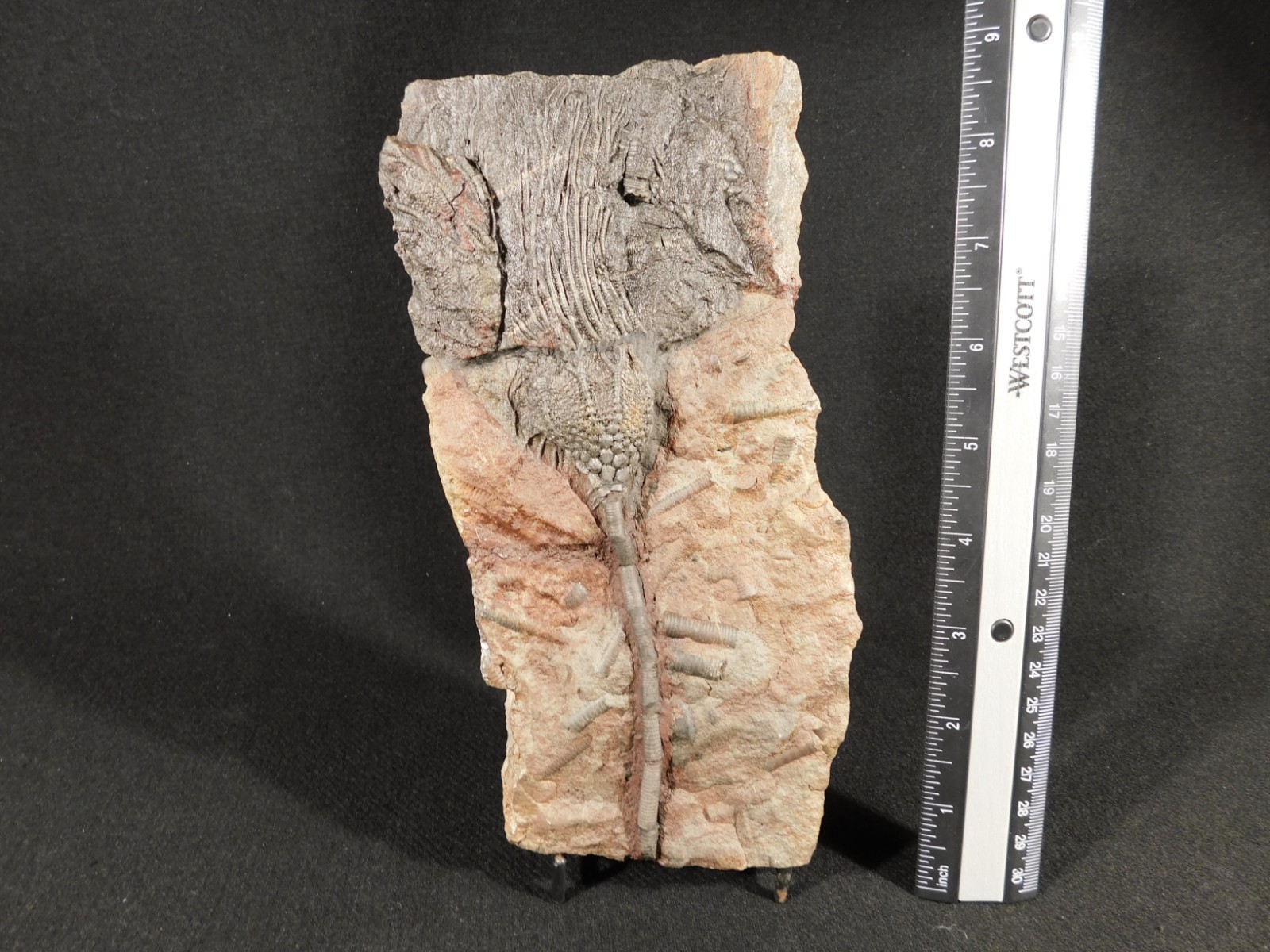 LARGER! 430 Million Year Old! CRINOID Fossil or Sea LILY Fossil Morocco 686gr