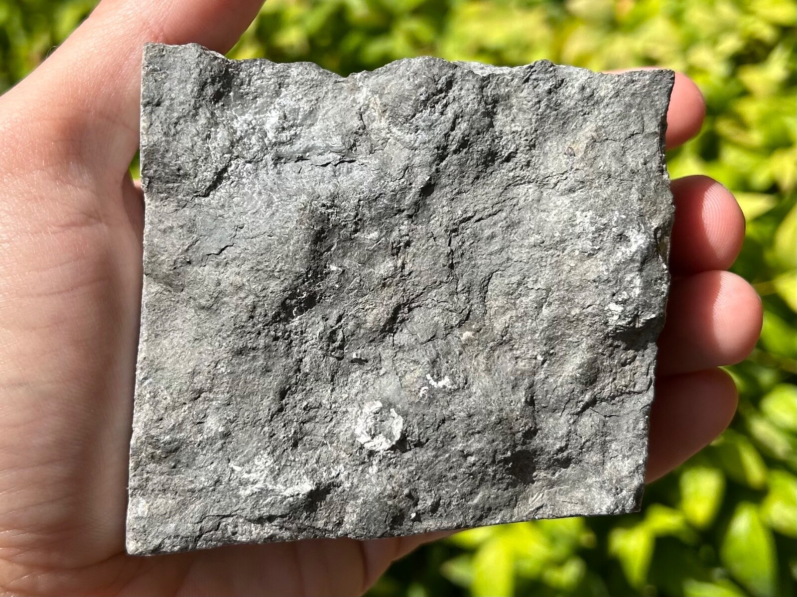 Canada Fossil Crinoid Cupulocrinus humilis NICE Ordovician Age Brechin Ontario