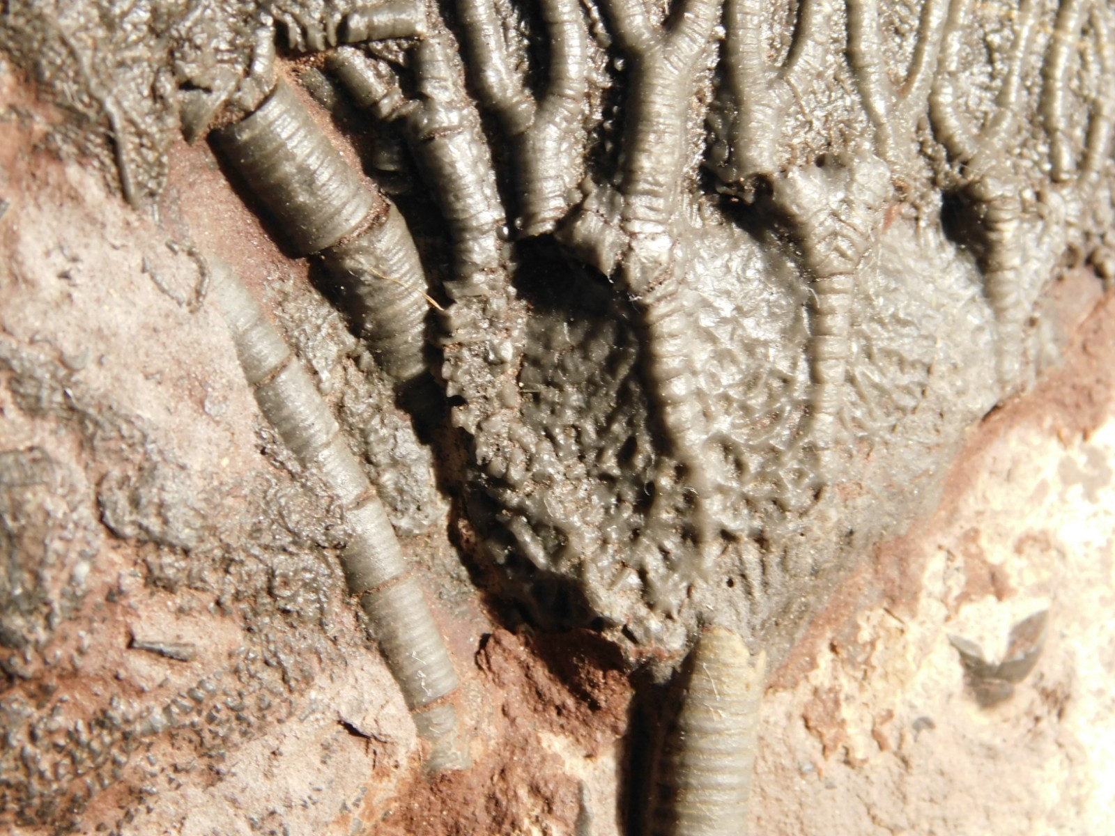 Larger! 430 Million Year Old! CRINOID Fossil or Sea LILY Fossil Morocco 629gr