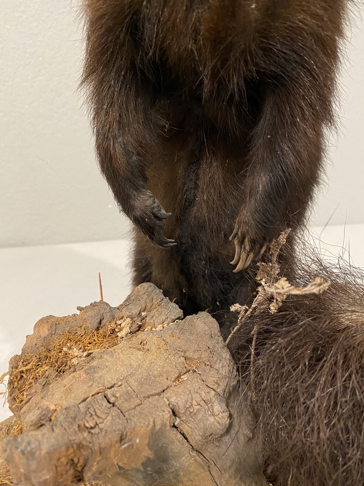 Rare Adult Brown Striped Skunk Taxidermy Mounted 16” Tall Vintage Oddity NICE