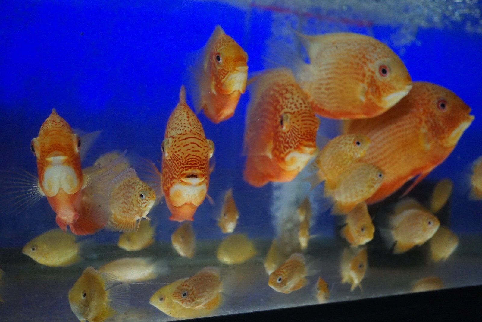 Red Spotted Severum *SALE*