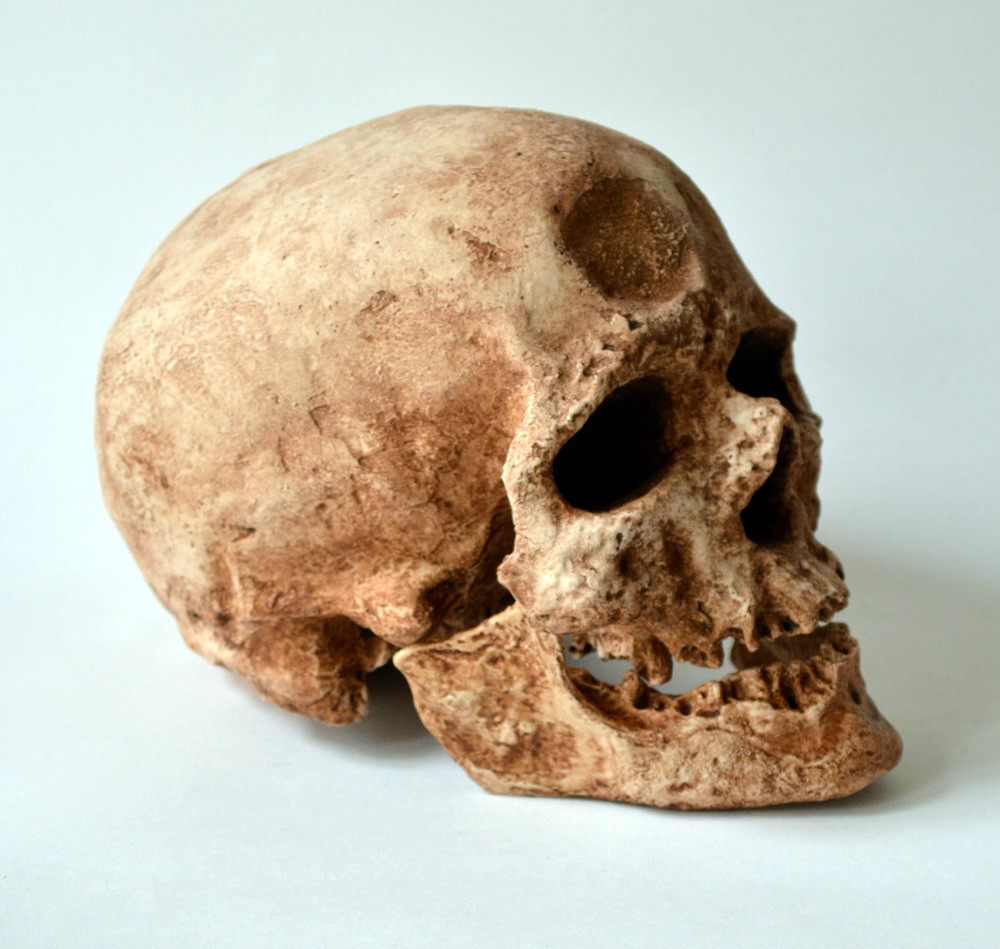 Cro-Magnon Skull Replica