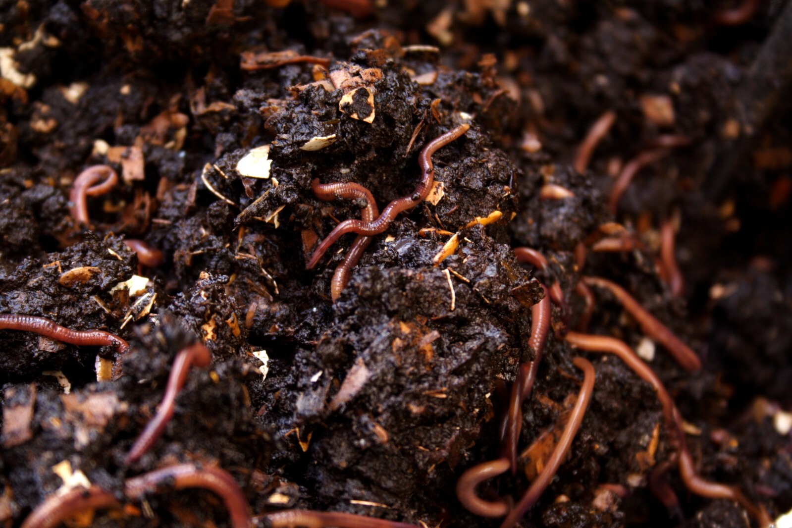 1 Lbs PURE RED WIGGLER Compost Worm /FREE SHPG/Weather Determines SHPG