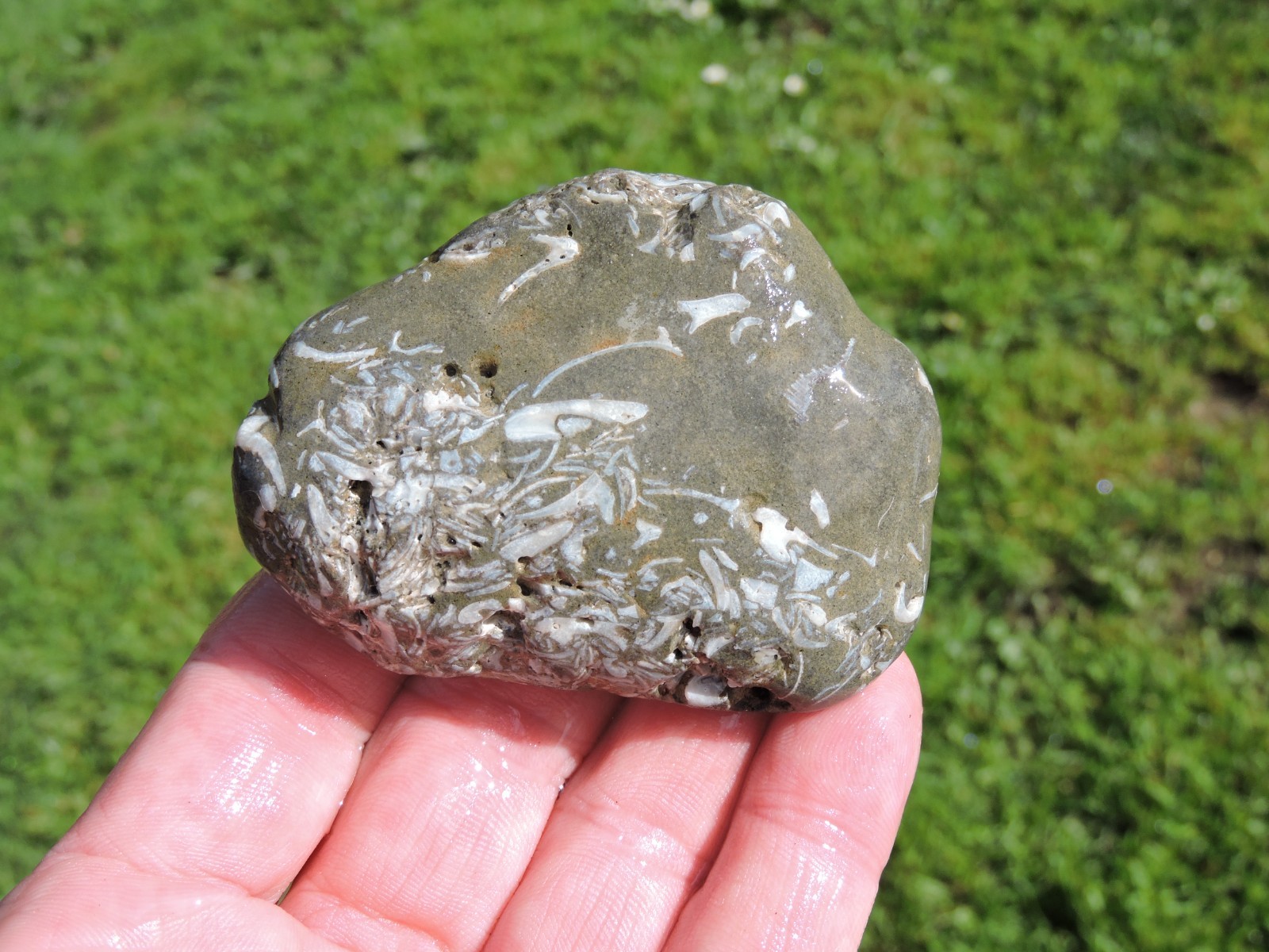 Box of MIXED Pacific Coast CLAM FOSSIL SHELL STONES Anadara, Steinkern ( 4 lb )