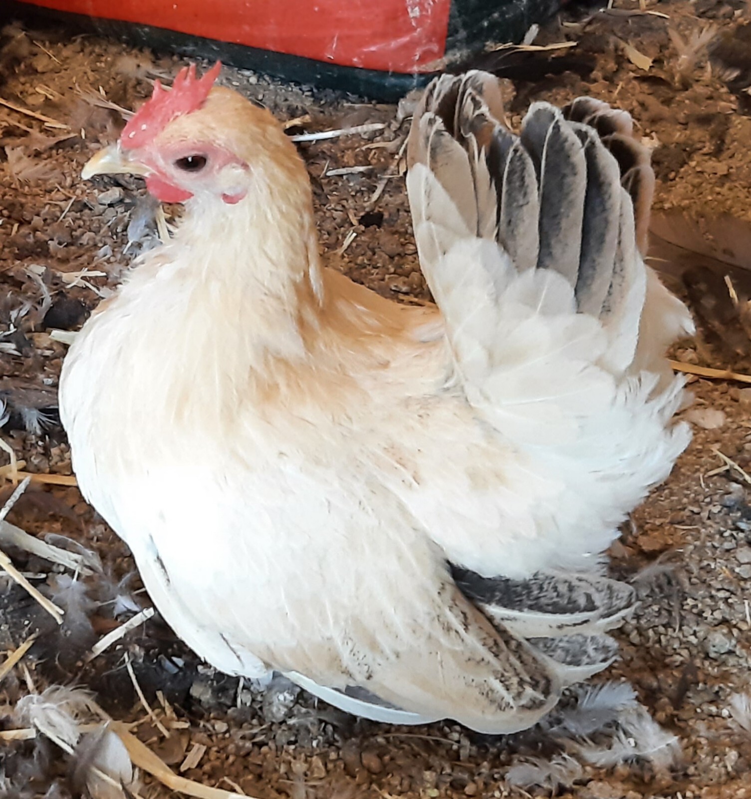 12+Ex NPIP AI CLEAN Pure Serama Micro To B Hatching Eggs MALAYSIAN & TRADITIONAL