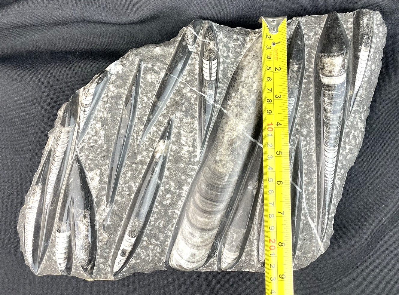 10 lbs Block of Polished Petrified Sea Life Fossil Devonian Orthoceras 9" x 12"